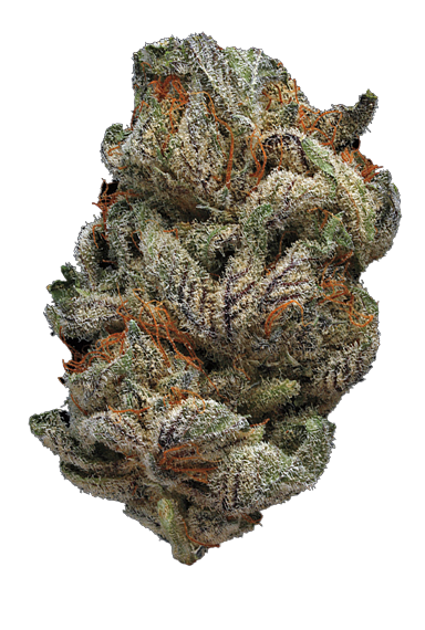 Buds 8.png