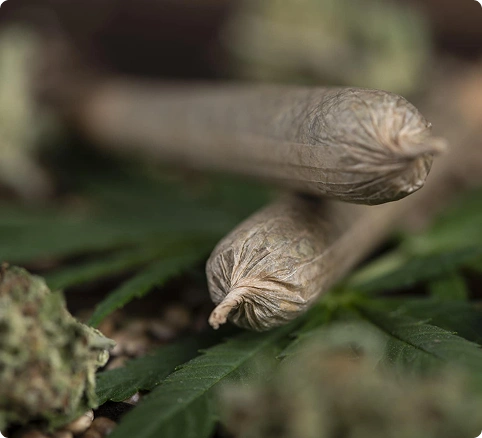Prerolls Picture.webp