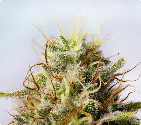 Cannabis bud trichomes macro closeup